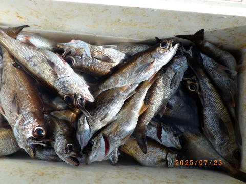 最新の釣果 聡丸
