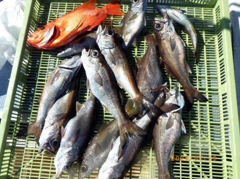satoshimaru様 最新の釣果 聡丸