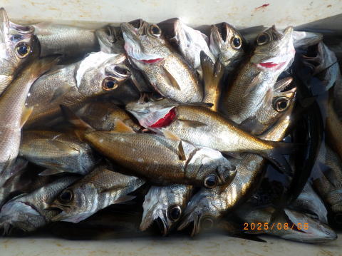 最新の釣果 聡丸