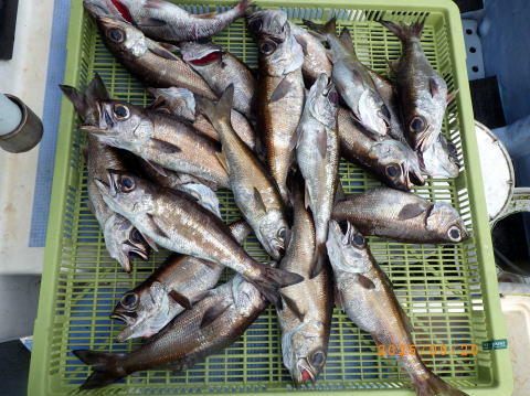 最新の釣果 聡丸