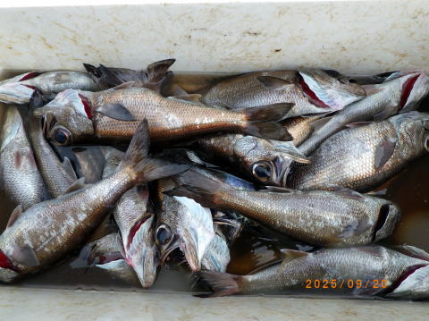 最新の釣果 聡丸