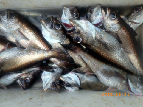 satoshimaru様 最新の釣果 聡丸