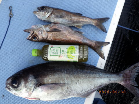 satoshimaru様 最新の釣果 聡丸