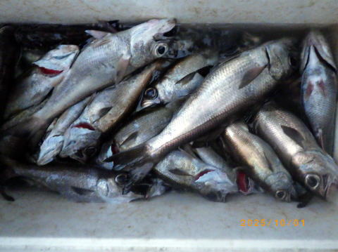 最新の釣果 聡丸