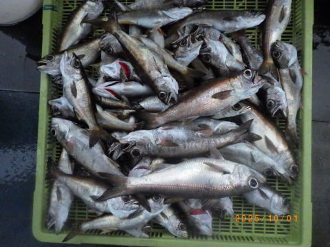 satoshimaru様 最新の釣果 聡丸