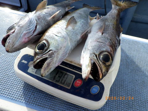 最新の釣果 聡丸