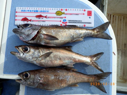 最新の釣果 聡丸