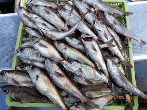 最新の釣果 聡丸