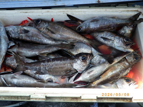 最新の釣果 聡丸