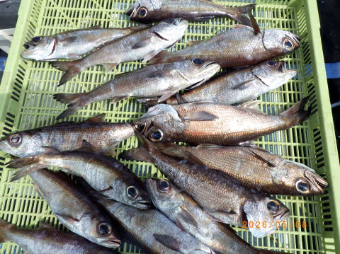 最新の釣果 聡丸