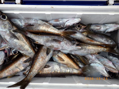 最新の釣果 聡丸