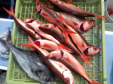 最新の釣果 聡丸